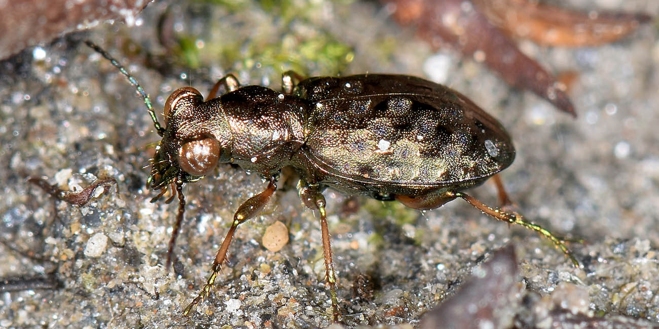 Avigliana, Lungo Dora: Carabidae lungo il fiume.